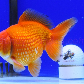 GoldfishTest